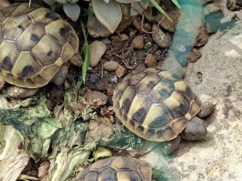 Tortues de terre 100 91800 Brunoy