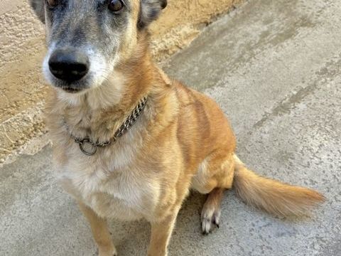 TAGLIATELLE, chienne type berger 10 ans non lof SAUVETAGE 0 34500 B�ziers