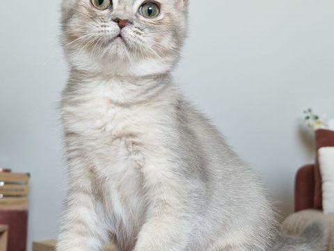 British shorthair loof 900 28240 Belhomert-guéhouville