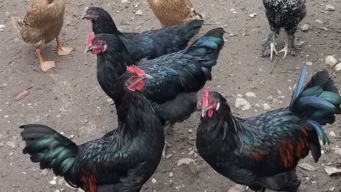 Poules 15 33440 Ambarès-et-lagrave