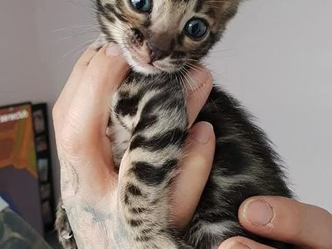 chatons bengals silver charcoal et brown 790 59250 Halluin