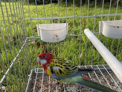 Perruches Omnicolore 50 29290 Milizac