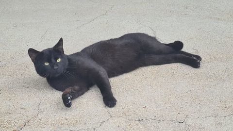 RASTA chat m&acirc;le noir 3 ans 160 17360 Saint-aigulin