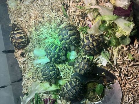 Tortues de terres 50 06830 Gilette