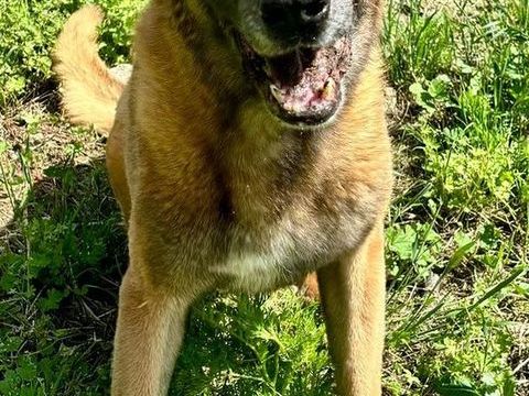 ATLAS, malinois 10 ans DON LIBRE 0 38000 Grenoble