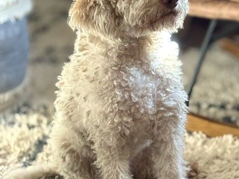chiots m&acirc;les Lagotto disponibles dans 7 semaines. 1200 84110 Saint-romain-en-viennois