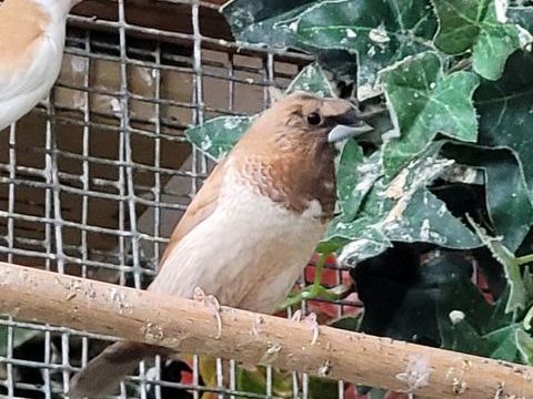 Moineaux du japon 10 45000 Orlans