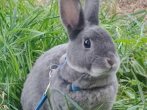 Lapin nain rex 50 62113 Sailly-labourse