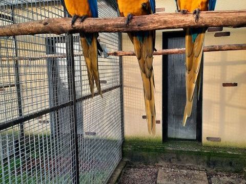 Ara jaune et bleu femelle 1500 47300 L�dat