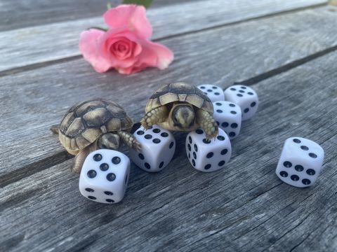 B&eacute;b&eacute; tortue de terre Marginata 60 26250 Livron-sur-dr�me