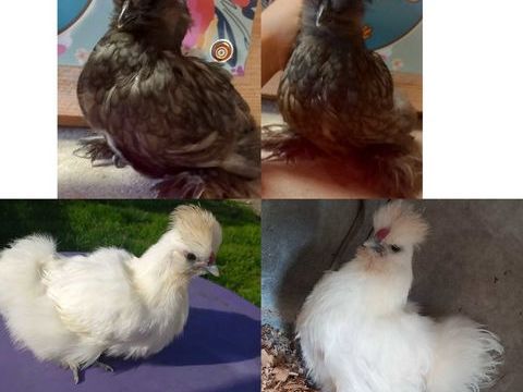 Couple soie silkie 40 71360 �pinac