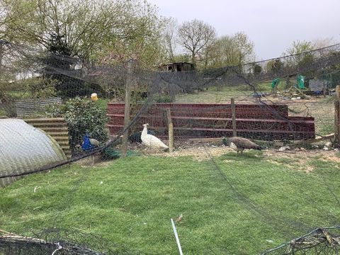 Paon n&eacute; en Octobre 2025 0 65500 Escaunets