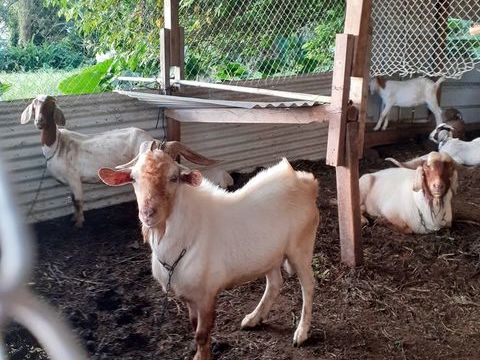 Bouc de race Boer 800 97232 Le lamentin