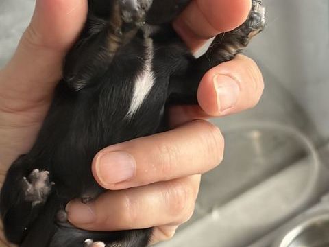 Chiot spitz nain 1500 42123 Cordelle