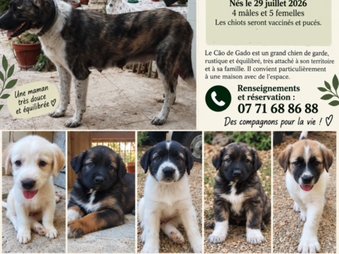&Agrave; r&eacute;server / disponibles, beaux chiots de type C&atilde;o de Gado 0 84740 Velleron