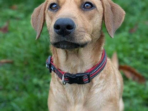 Dixy la joyeuse et dynamique louloute 350 76170 Lillebonne