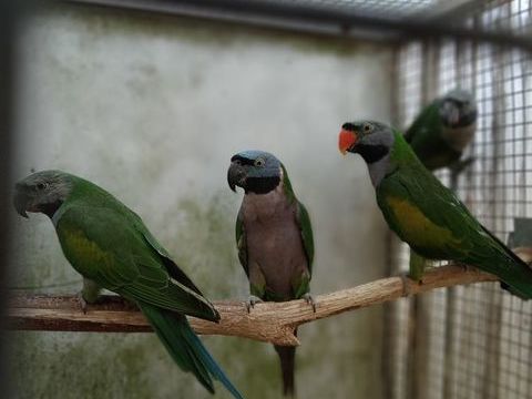 oiseaux perruches derby 130 29420 Plou�nan