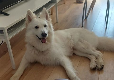 Snow, 4 ans, cherche de bons adoptants 295 95310 Saint-ouen-l'aumône