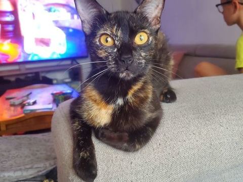 Perdu chatte écaille de tortue 0 49260 Vaudelnay