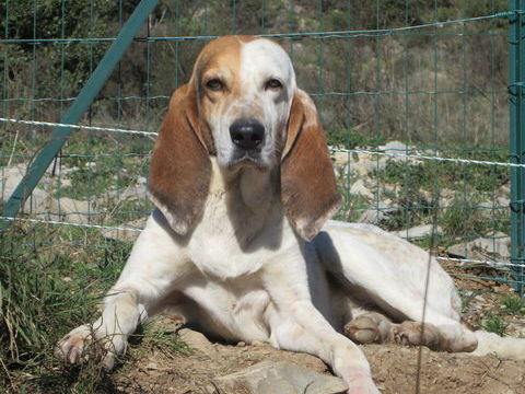 Max est &agrave; l'adoption! 0 34000 Montpellier