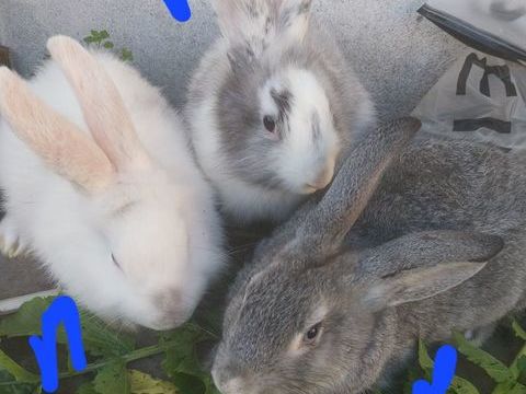 lapins 12 45500 Saint-martin-sur-ocre