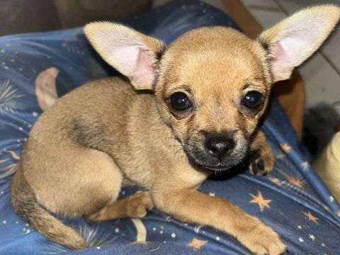 CHIHUAHUA Bianka Bloom 3 mois 1100 18220 Les aix-d'angillon