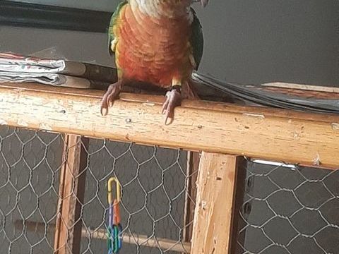 Pyrrhuras de molinae 200 83590 Gonfaron