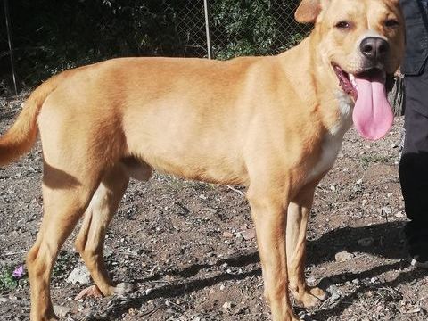 AGARIC, croisé labrador 1 an 200 34500 Bziers