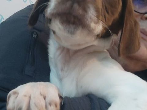 Bella 300 49600 Gest�