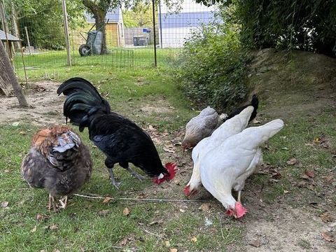 Coqs Gaulois noirs pure race 10 35330 Bovel