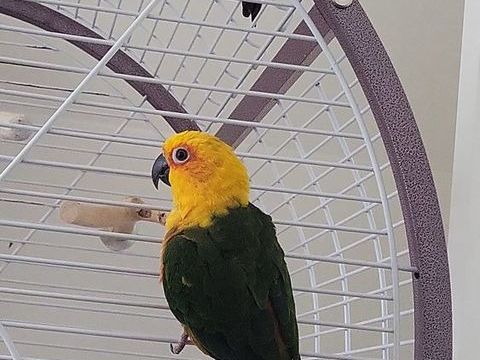2 Conures jendaya 400 93600 Aulnay-sous-bois