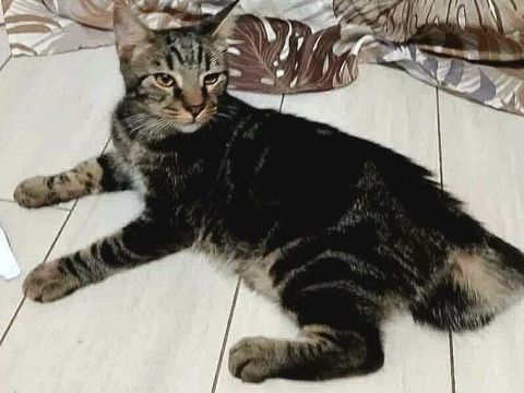 ✨️ COFFEA ✨️ 🐱 0 59000 Lille