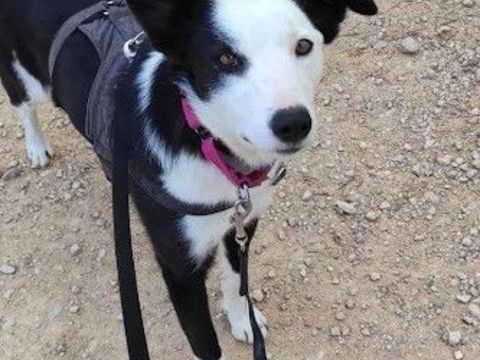 LETA🌸 5 ans magnifique crois&eacute;e border 315 24140 Douville