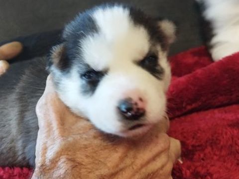 Chiots Huskys  renseignements au 0650891761 650 33860 Marcillac