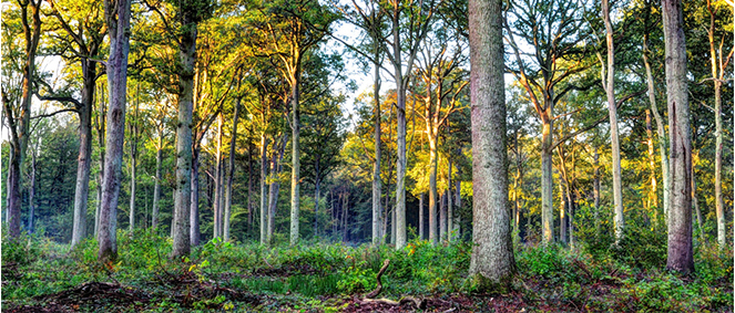 Agence LAFORET IMMOBILIER Vouziers