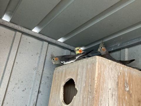 Perruche calopsite deux m&acirc;les et trois femelles n&eacute;s en 2025 30 35600 Redon