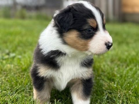 Cession de 4 m&acirc;les et 4 femelles berger australien  0 53960 Bonchamp-l�s-laval