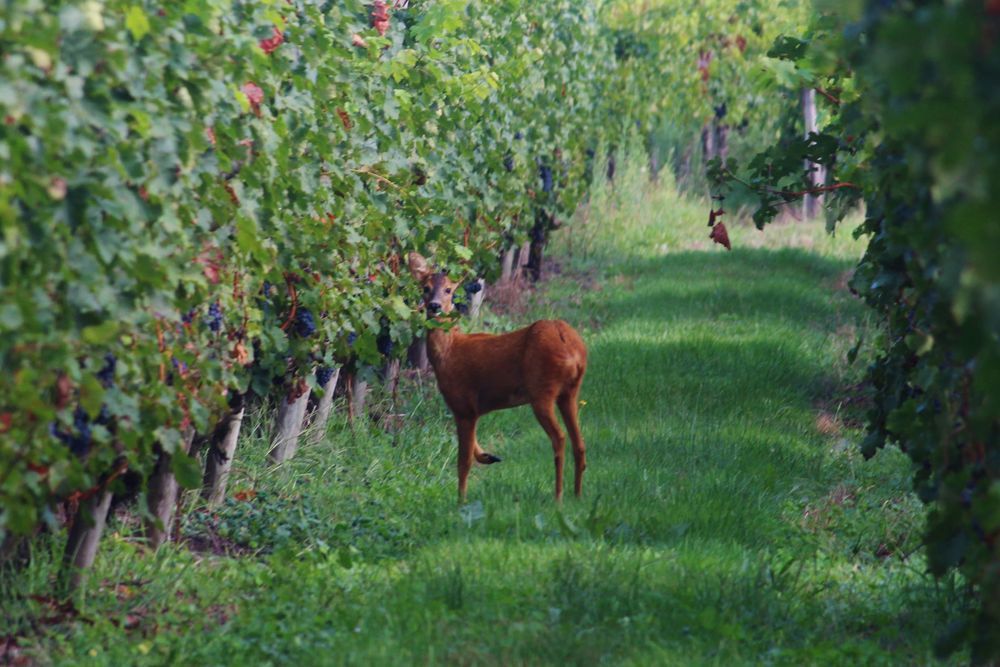 � vendre  Propri�t�/ch�teau Saint-Andr�-de-Cubzac (33240)