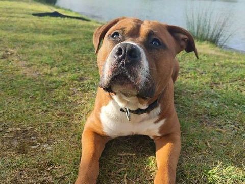 Nelson 365 62710 Courrires