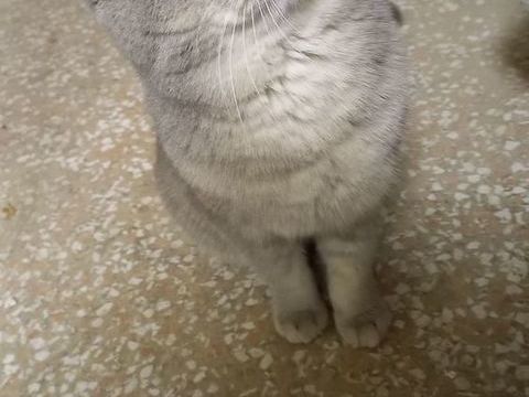 Magnifique chat de race &agrave; adopter sur Marseille 0 13004 Marseille