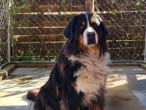 Femelle bouvier bernois 8 ans 0 45230 La bussi�re