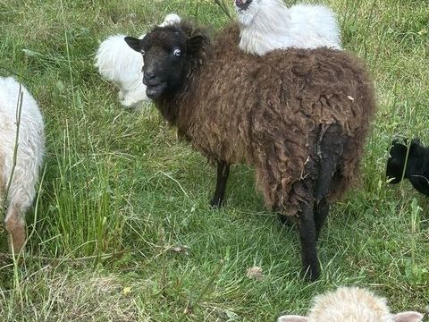 Adopte volailles cailles faisans oies dindons moutons ? 1 35890 Bourg-des-comptes