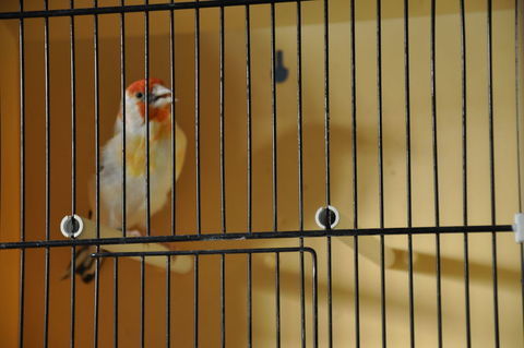 Carduelis major mutation couple 390 29590 Le faou