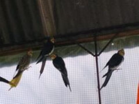   Oiseaux calopsittes  
