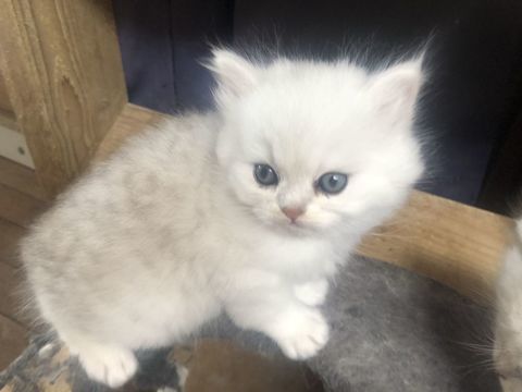 CHATONS PERSANS 690 44670 La chapelle-glain