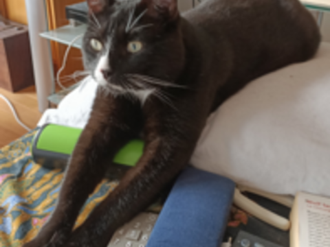 TERRY CHAT NOIR & BLANC 6 ANS 195 92260 Fontenay-aux-roses