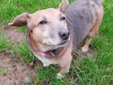 KYLIE x teckel basset 11 ans 80 37000 Tours