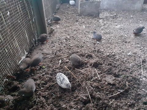 Cailles de Chine 10 77400 Saint-thibault-des-vignes