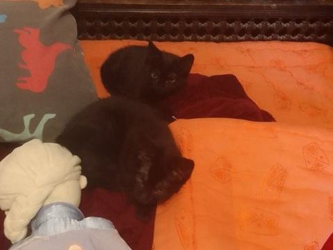 Donne chaton noir m&acirc;le et femelle 50 93430 Villetaneuse