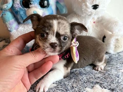 Chiots chihuahua poil court 850 60400 Noyon